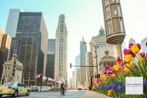 Chicago Urban Street, Tulip Flowers - Magnificent Mile