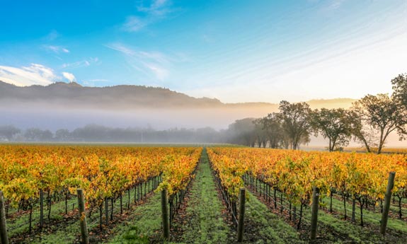 Foggy Sunrise in Napa | Fall Foliage, Autumn Colors, Seasons Change