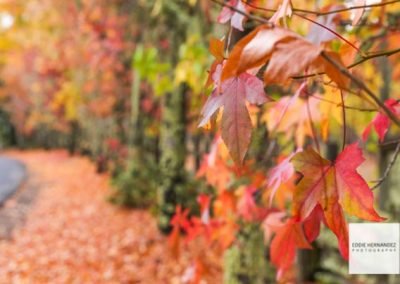 Autumn Fall Scene, Sonoma Wine Country, Foliage and Color Change
