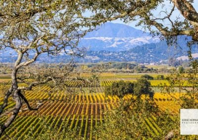 Sonoma County Winery Views