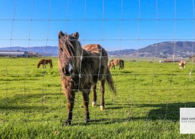 Sonoma County Farm, Wine Country Pony