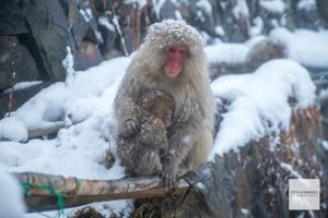 Japanese Snow Monkeys, Macaque